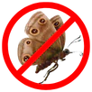 Moth Control Newtown